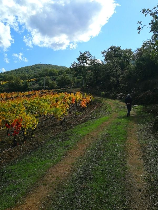 Visite in vigna Cantina Mussennore